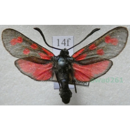 Zygaena filipendulae (Linnaeus, 1758) Kraśnik sześcioplamek Czech14f